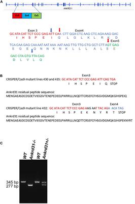 Ankrd31 in Sperm and Epididymal Integrity